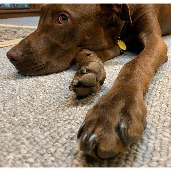 Meet your Posher, Roderick - Picture 1 of 1